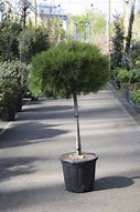 Image result for Pinus nigra Marie Brégeon