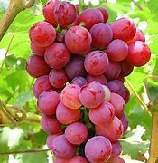 Image result for Grapes Sharps
