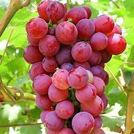 Image result for Growing Grapes in Clay Soil