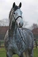 Image result for White Thoroughbred with Gray Mane