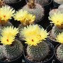 Image result for Blooming Cactus House plants