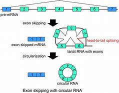 Image result for pre-mRNA Splicing