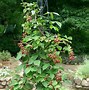 Image result for Rubus Fruticosus