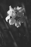 Image result for Cherry Blossoms