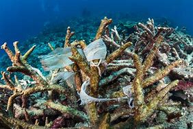 Image result for Plastic Pollution in the Sea Portrait Images