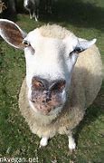 Image result for Funny Sheep Jokes