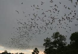 Image result for Bat Fly Insect