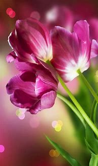 Image result for Free Pictures of Flowers