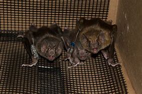 Image result for Pet Vampire Bat
