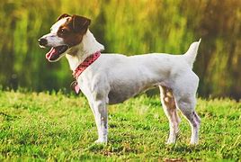 Image result for Short haired Dog Breeds