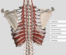 Image result for Upper Thoracic Spine