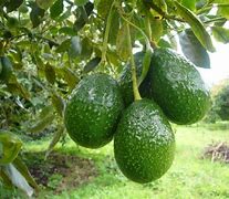 Image result for aguacage