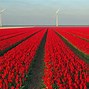 Image result for Things to Do in the Netherlands