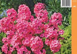 Image result for Phlox paniculata Famous Cerise