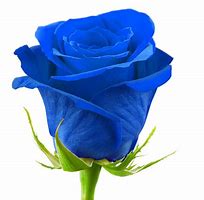 Image result for What Colors Are Roses Naturally