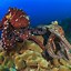Image result for Facts About Octopus