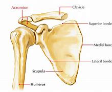 Image result for acromion