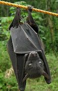 Image result for Bat Therian PFP