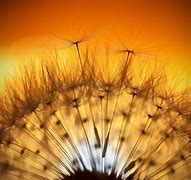 Image result for The Samsung Galaxy S4 Dandelion