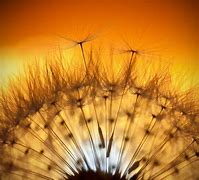 Image result for The Samsung Galaxy S4 Dandelion