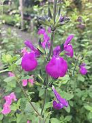 Image result for Salvia microphylla Christine Yeo