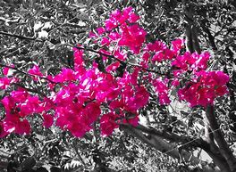 Image result for Bright Hot Pink Screen