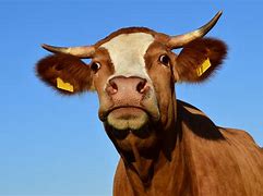 Image result for cows