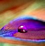 Image result for Abstract Peacock Feather Wallpaper