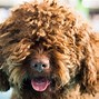 Image result for What's a Non Shedding Dog
