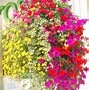 Image result for Best Hanging Basket Plants for Sun