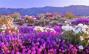 Image result for Desert Flora