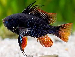 Image result for Common Fish Ram