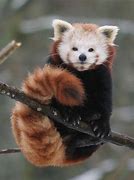 Image result for Cute Forefox