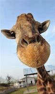 Image result for Funny Giraffe Face