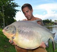 Image result for Pacu Fish Size