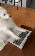 Image result for Dog Typing On Keyboard