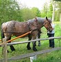Image result for Ardennes Draft Horse Breed