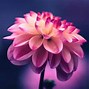 Image result for Blue and Pink Floral Wallpaper