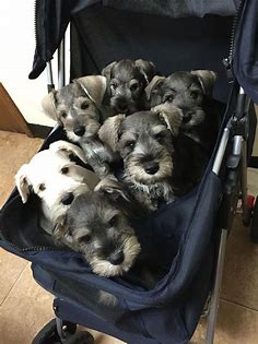 Miniature schnauzer puppies, Schnauzer puppy, Schnauzer dogs