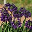 Image result for Agapanthus BlackJack