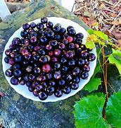 Image result for muscadine grape recipes