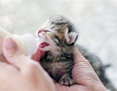 Image result for baby kitten feed