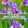 Image result for Iris Flower Varieties
