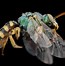 Image result for Bee Alien