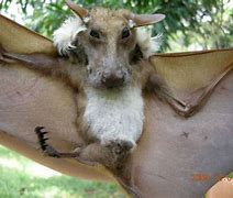 Image result for Crazy Old Bat