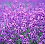 Image result for Violet Lavender