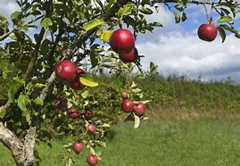 Image result for Haralred Apple Tree