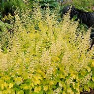 Image result for Heuchera Lime Ricky