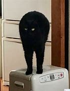 Image result for Long Face Black Cat Meme
