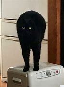 Image result for Black Cat Leg Meme
